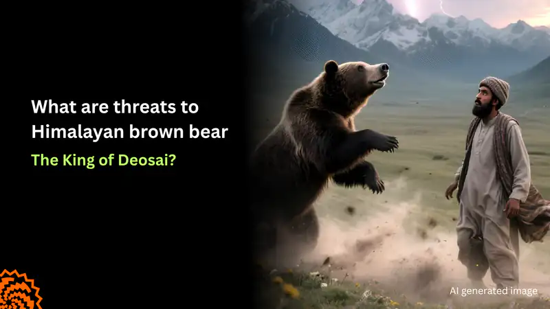 What Threatens the Himalayan Brown Bear, Deosai’s King?