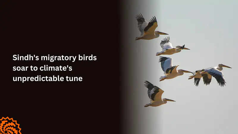 How Climate Change Is Disrupting Sindh's Migratory Birds