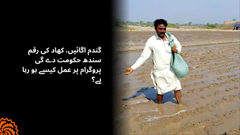 گندم پر کھاد سبسڈی: سندھ حکومت کا پروگرام کہاں تک پہنچا؟